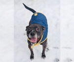 Small #13 American Pit Bull Terrier Mix