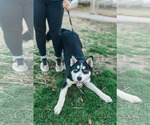 Small #1 Siberian Husky Mix