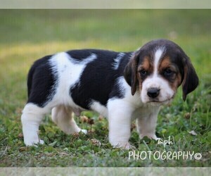 Basset Hound Puppy for sale in LIBERTY, KY, USA