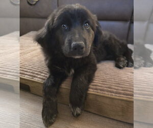 Great Pyrenees-Unknown Mix Dogs for adoption in Brooklyn Center, MN, USA
