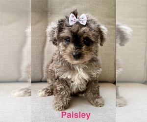 YorkiePoo Puppy for sale in FAIR HAVEN, MI, USA