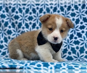 Pembroke Welsh Corgi Puppy for sale in LAKELAND, FL, USA
