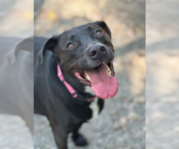 Medium Photo #4 Labrador Retriever-Unknown Mix Puppy For Sale in Elmsford, NY, USA