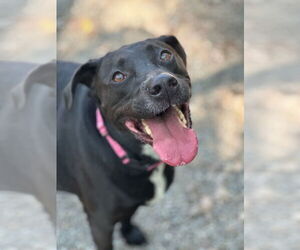 Bagheera - Female Labrador Retriever-Unknown Mix Dog for Adoption - Photo #4