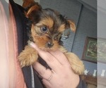 Small Photo #26 Yorkshire Terrier Puppy For Sale in LINCOLN CITY, OR, USA