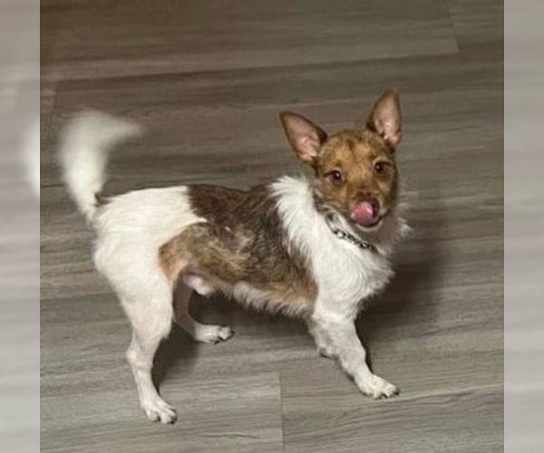 Medium Photo #5 Jack Russell Terrier-Unknown Mix Puppy For Sale in Tampa, FL, USA