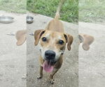 Small #3 Black Mouth Cur Mix