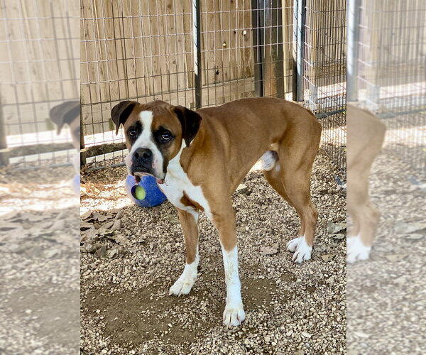 Medium Photo #1 Boxer Puppy For Sale in Austin, TX, USA