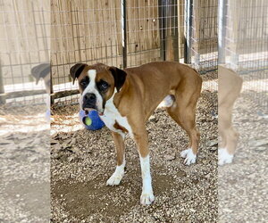 Boxer Dogs for adoption in Austin, TX, USA