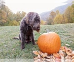 Small Photo #1 Labradoodle Puppy For Sale in SYLVA, NC, USA
