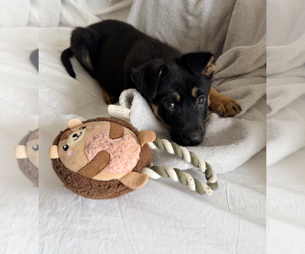 Medium Photo #3 German Shepherd Dog-Unknown Mix Puppy For Sale in Brooklyn, NY, USA