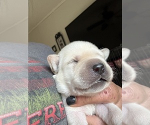 Labrador Retriever Puppy for sale in OSYKA, MS, USA