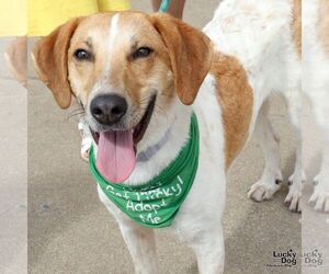 Retriever -Unknown Mix Dogs for adoption in Washington, DC, USA