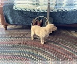 Small Photo #3 Golden Retriever Puppy For Sale in WESTCLIFFE, CO, USA