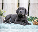 Small Photo #19 Cane Corso Puppy For Sale in HOWE, IN, USA