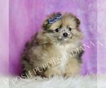 Small Photo #38 Pomeranian Puppy For Sale in WARSAW, IN, USA