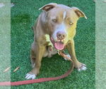 Small #21 American Staffordshire Terrier Mix