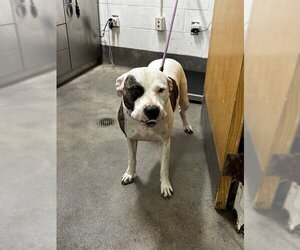 Mutt Dogs for adoption in Forestville, MD, USA