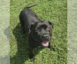 Small Mastiff Mix