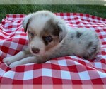 Small Photo #9 Australian Shepherd Puppy For Sale in JEROMESVILLE, OH, USA
