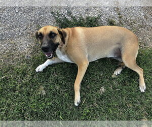 Mutt Dogs for adoption in Evansville, IN, USA