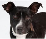 Small #5 American Pit Bull Terrier-Dachshund Mix