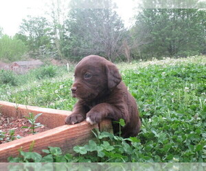 Labradoodle-Labrador Retriever Mix Puppy for sale in RUTHERFORDTON, NC, USA