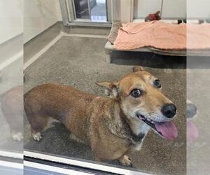 Chiweenie Dogs for adoption in Berkeley , CA, USA