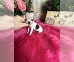 Small #2 Chihuahua