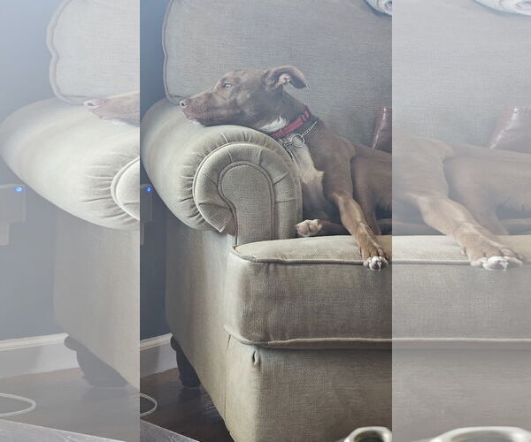 Medium Photo #5 Chihuahua-Unknown Mix Puppy For Sale in Woodbury, NY, USA