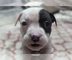 Small #1 American Bully