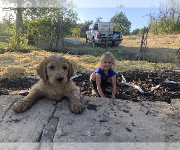 Medium Photo #25 Goldendoodle Puppy For Sale in PAGOSA SPRINGS, CO, USA