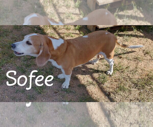 Medium Photo #6 Beagle Puppy For Sale in Apple Valley, CA, USA