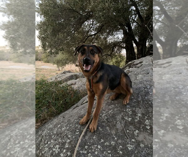 Medium Photo #2 Shepradors Puppy For Sale in Dana Point, CA, USA
