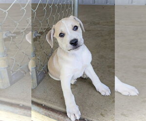 Shepherd - Male Australian Shepherd-Unknown Mix Dog for Adoption - Photo #4