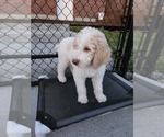 Small Photo #16 Poodle (Standard) Puppy For Sale in MOORES HILL, IN, USA