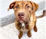 Small #1 American Pit Bull Terrier Mix