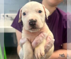 Labrador Retriever-Unknown Mix Dogs for adoption in Washington, DC, USA