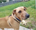 Small #1 Anatolian Shepherd-Labrador Retriever Mix
