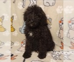 Small Poodle (Standard)