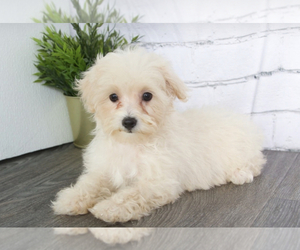 Maltipoo Puppy for sale in RED LION, PA, USA