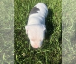 Small Photo #3 American Pit Bull Terrier-Bullypit Mix Puppy For Sale in WORTHINGTON, MN, USA
