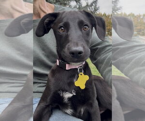 Mutt Dogs for adoption in Sandy, UT, USA