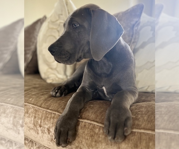 Medium Photo #1 Great Dane Puppy For Sale in RIVERSIDE, CA, USA