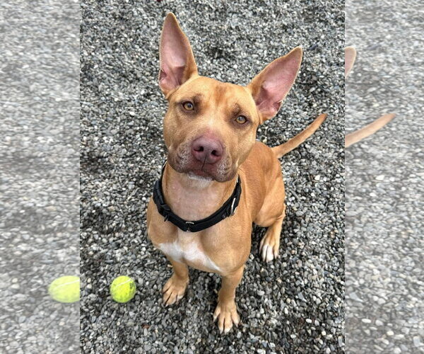 Medium Photo #6 Carolina Dog-Pharaoh Hound Mix Puppy For Sale in Rockaway, NJ, USA