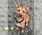 Small #5 Carolina Dog-Pharaoh Hound Mix