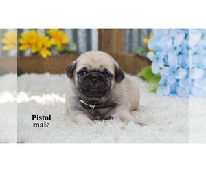 Pug Puppy for Sale in CLARE, Michigan USA