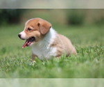 Small Photo #19 Pembroke Welsh Corgi Puppy For Sale in FORT MADISON, IA, USA
