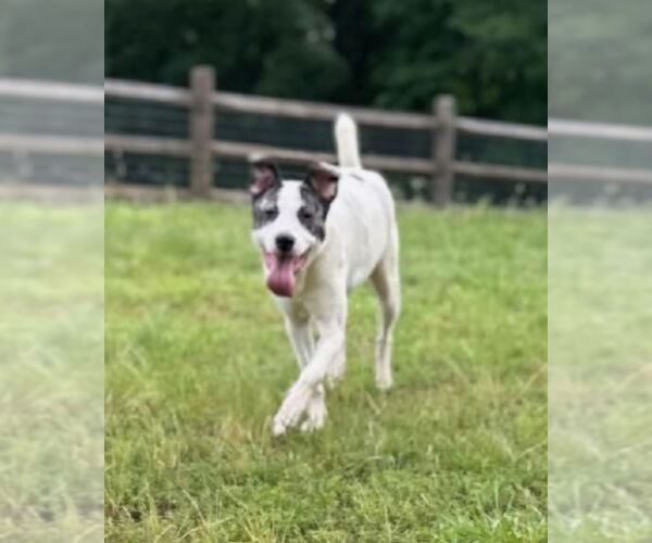 Medium Photo #2 American Staffordshire Terrier-Great Pyrenees Mix Puppy For Sale in Winston Salem, NC, USA