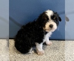 Puppy 4 Aussiedoodle-Miniature Australian Shepherd Mix
